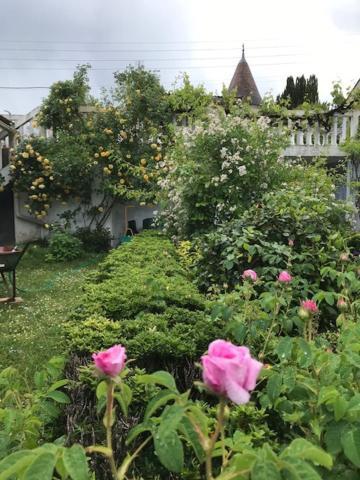 Un Paradis De Verdure En Plein Centre Ville Périgueux Dış mekan fotoğraf
